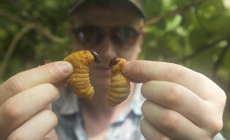 Projection débat « Bugs »