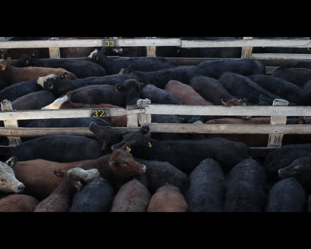 Projection débat « Histoire de la plaine »