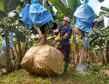 Porjection débat « Hold-up sur les Bananes » à Montmorillon