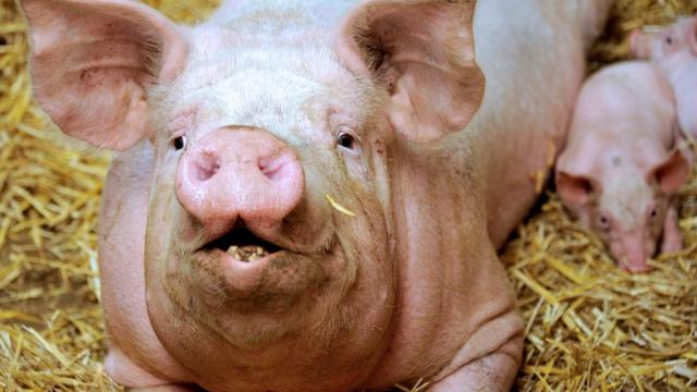 Rando et pique nique sur l&rsquo;exploitation de la ferme