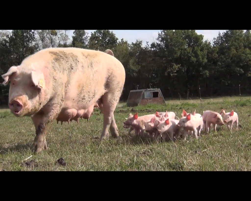 [vidéo] Confédération Paysanne : le foncier et l’installation dans la Vienne