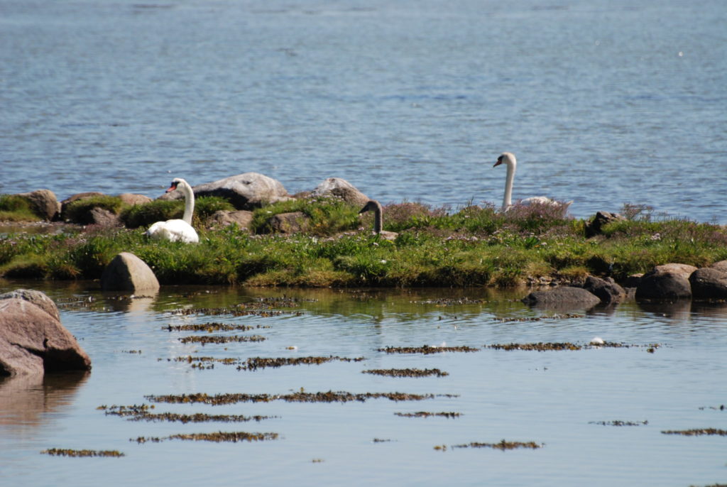 Préserver les zones humides, c’est agir pour le climat