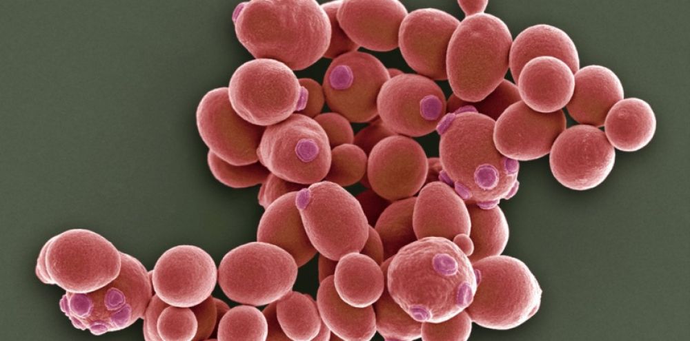 Les bactéries et les levures, usines de demain ?