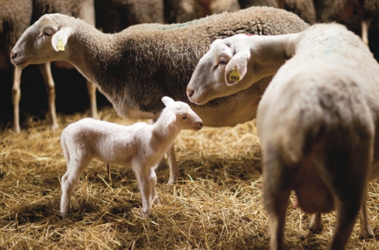 Des brebis en Charente-Maritime…