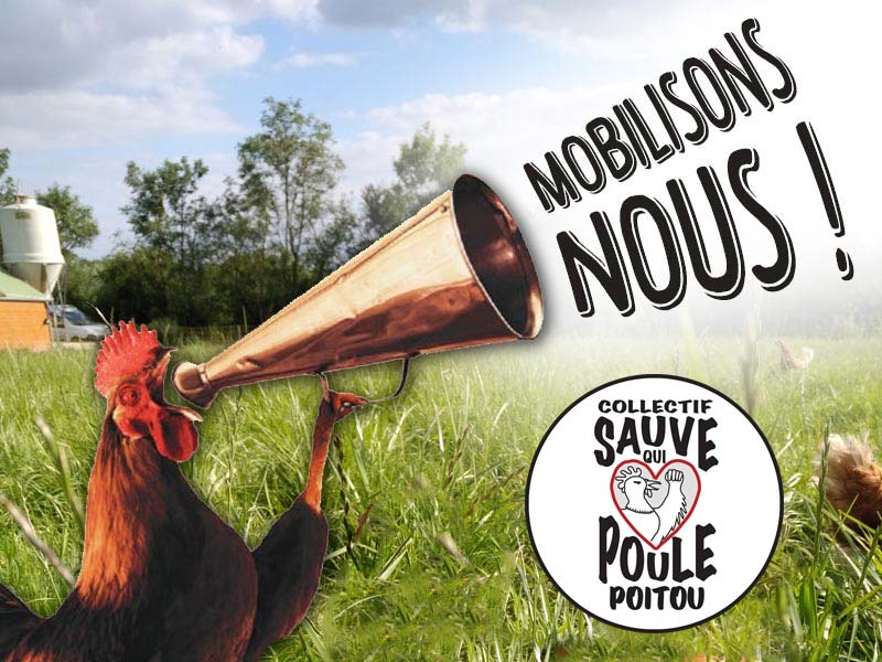 « Sauve qui poule » : une bouteille à la mer…