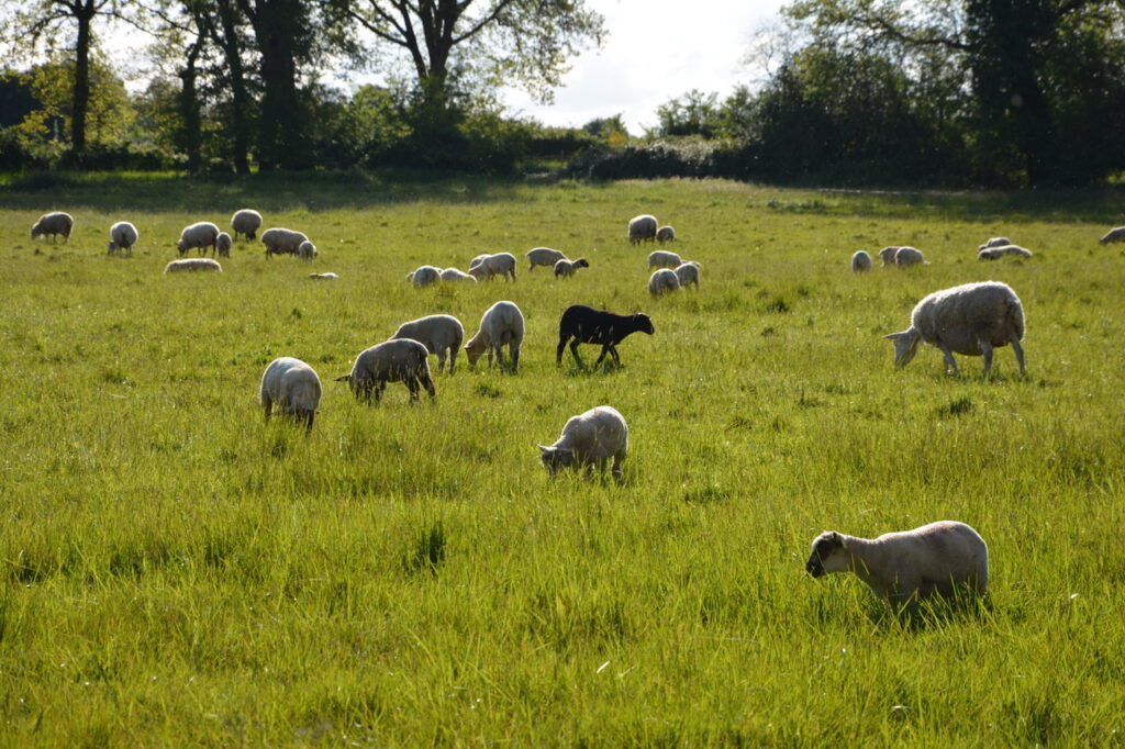 [Photos-Vidéos] La « Folie Bergère » , pour une agriculture durable et paysanne !