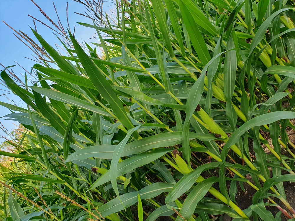 Bassines et irrigant-es. Un droit de réponse à la Nouvelle République